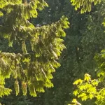 Tree Arborist Near Me in Bellingham, WA | Expert Tree Care Advice