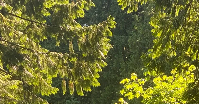 Tree Arborist Near Me in Bellingham, WA | Expert Tree Care Advice