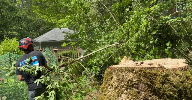 Hiring a Local Tree Service in Mount Vernon, WA