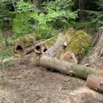 Emergency tree removal crew clearing a large fallen tree from a residential property in Bellingham, WA after a storm