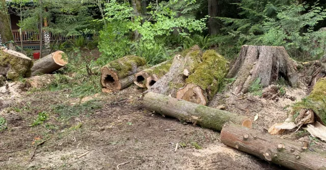Emergency tree removal crew clearing a large fallen tree from a residential property in Bellingham, WA after a storm