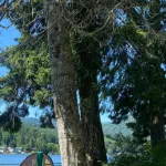 Homeowner in Bellingham, WA, examining tree health in backyard during a tree inspection consultation by a local tree service.