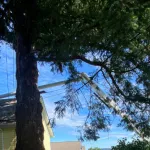 Healthy maple tree canopy after proper seasonal pruning in Mount Vernon