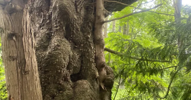 Tree trimming in Skagit WA by Earthworks Tree Service