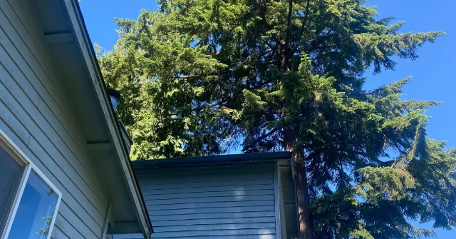 Leaning tree with exposed roots near a house in Skagit County, clearly showing signs of instability
