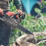 Tree Removal Cost in Bellingham, WA