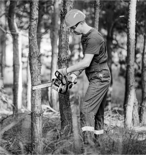 Arborist trimming a large maple tree in Whatcom County, WA, during late winter for healthy growth 