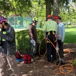 Arborist pruning maple tree branches in Skagit County during winter