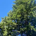 Tree Trimming Near Me in Bellingham, WA