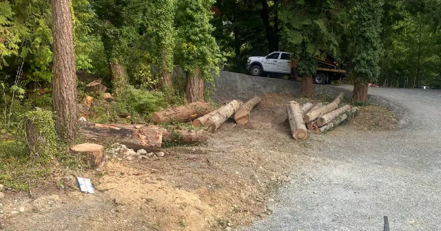 emergency-tree-removal-in-custer-wa-rapid-response-when-minutes-matter