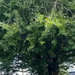 Certified arborist removing a large tree branch in Bellingham, WA