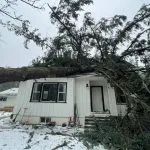 Douglas fir trees in Skagit are showing storm damage after heavy winds