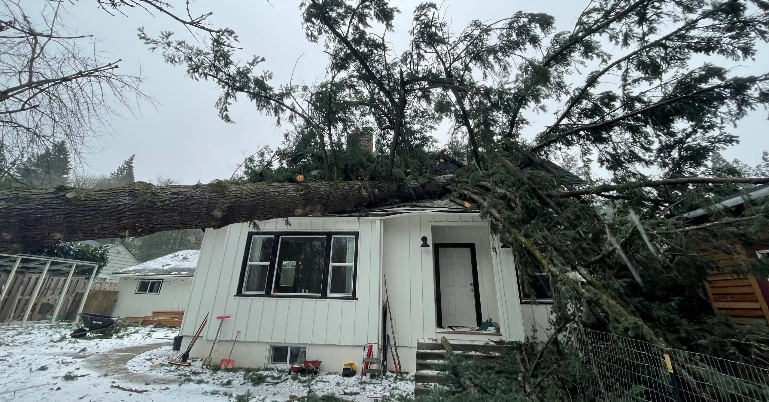 Douglas fir trees in Skagit are showing storm damage after heavy winds