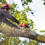 Arborist trimming a large maple tree in Whatcom County, WA, during late winter for healthy growth