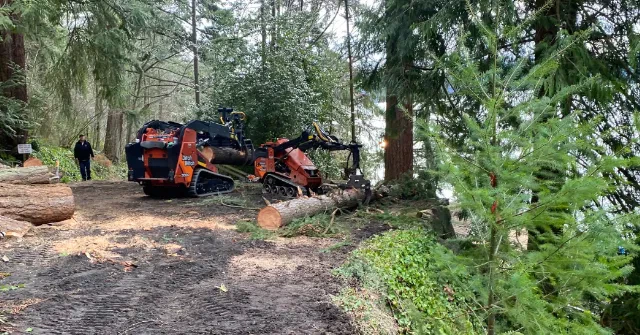 Emergency Tree Removal Mount Vernon, WA