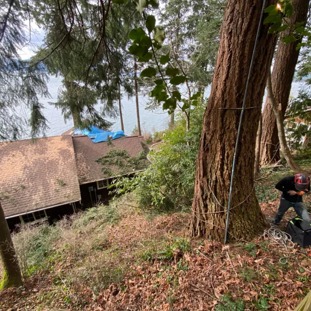 Emergency Tree Removal La Conner WA