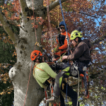 Residential tree trimming service in Bellingham neighborhood