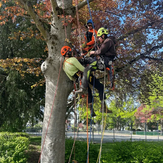 Residential tree trimming service in Bellingham neighborhood