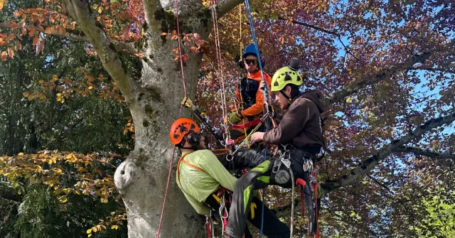 tree service mount vernon wa