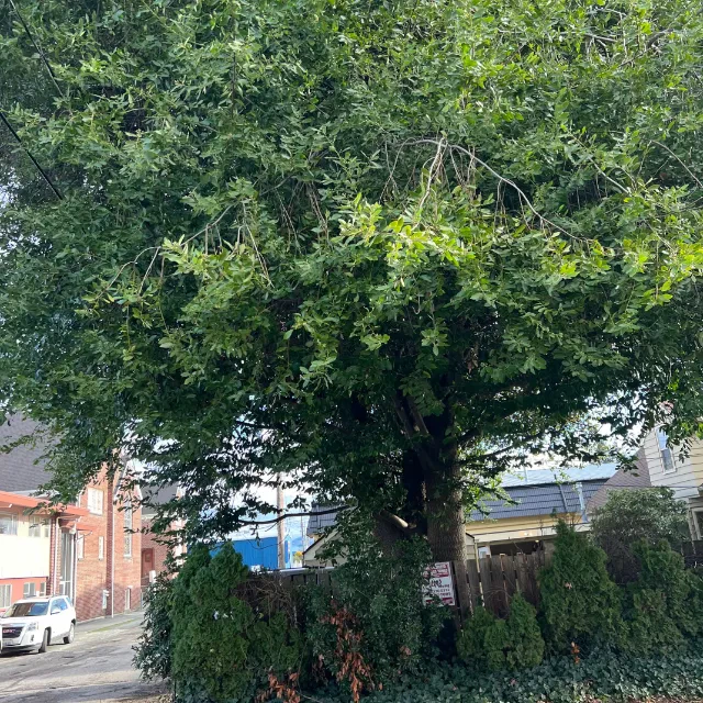 tree removal blaine wa