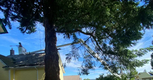 Healthy maple tree canopy after proper seasonal pruning in Mount Vernon