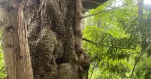 Tree trimming in Skagit WA by Earthworks Tree Service