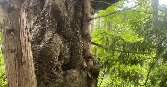 Tree trimming in Skagit WA by Earthworks Tree Service