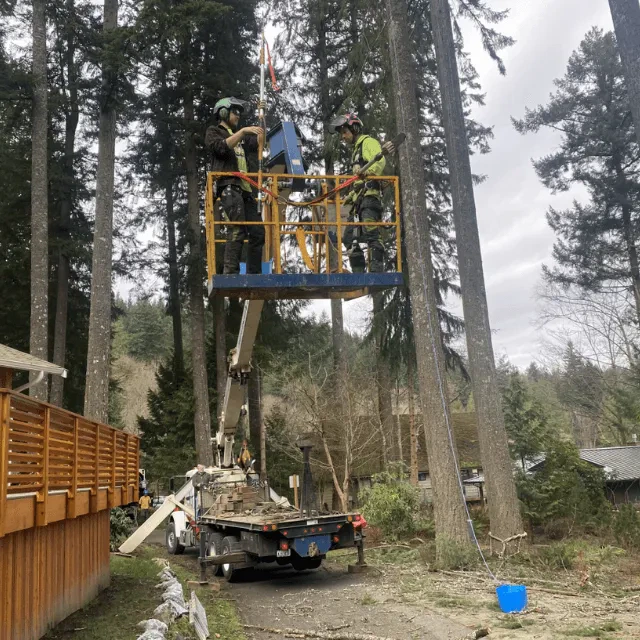 Certified arborist inspecting trees in Bellingham, WA