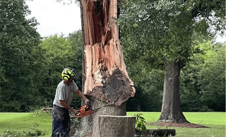 Earthworks Team Removing A tree in Ferndale, WA