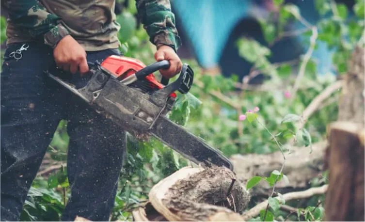 Tree Removal Cost in Bellingham, WA