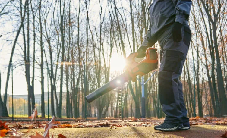 tree removal mount vernon wa