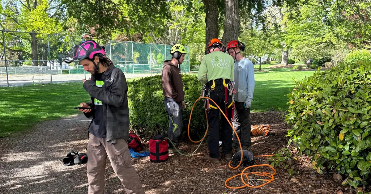 Arborist pruning maple tree branches in Skagit County during winter