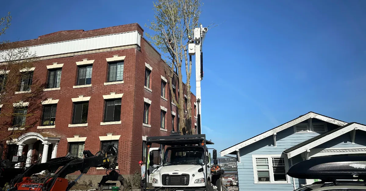 Commercial Tree Services