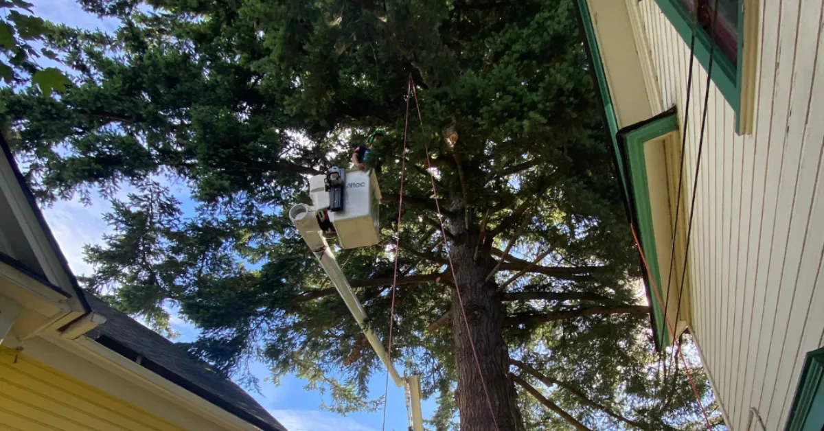 Tree Pruning & Trimming in Bellingham and Mt Vernon