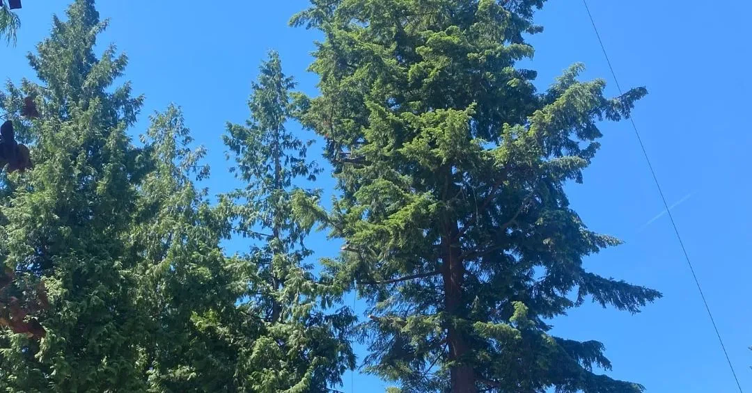 Mulching around a young tree for strong roots and long-term health.