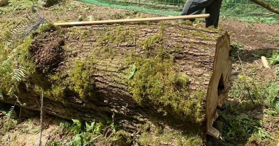 Fallen tree on a Bellingham suburban home roof after storm damage