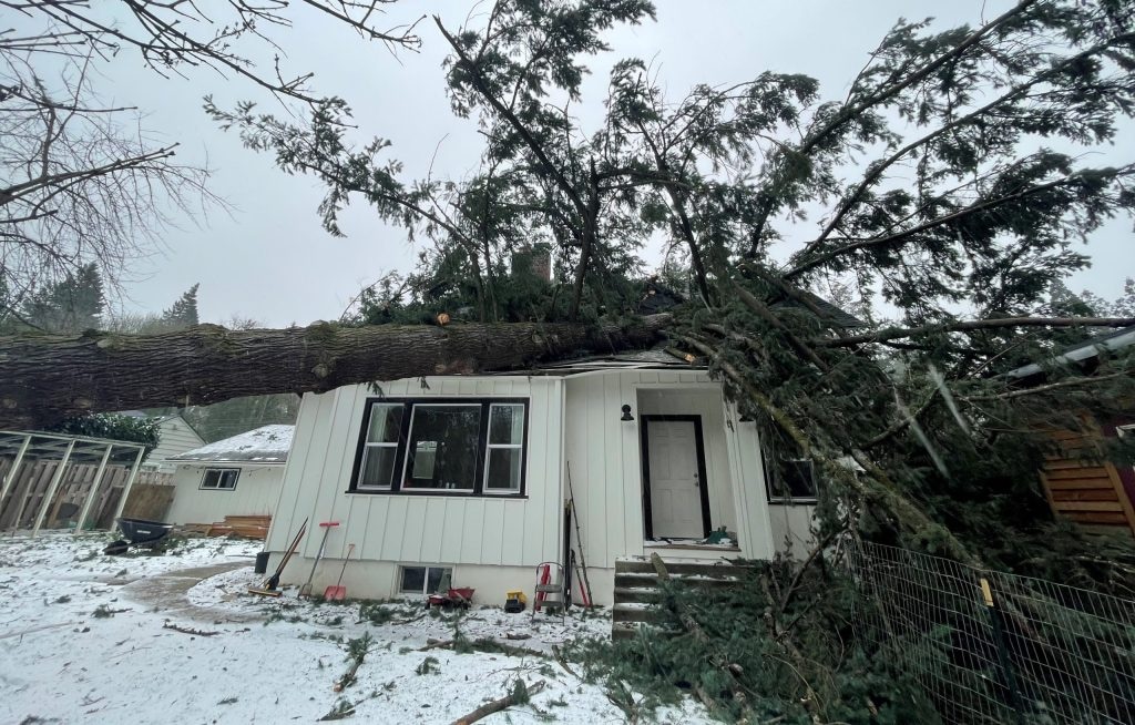 Douglas fir trees in Skagit are showing storm damage after heavy winds