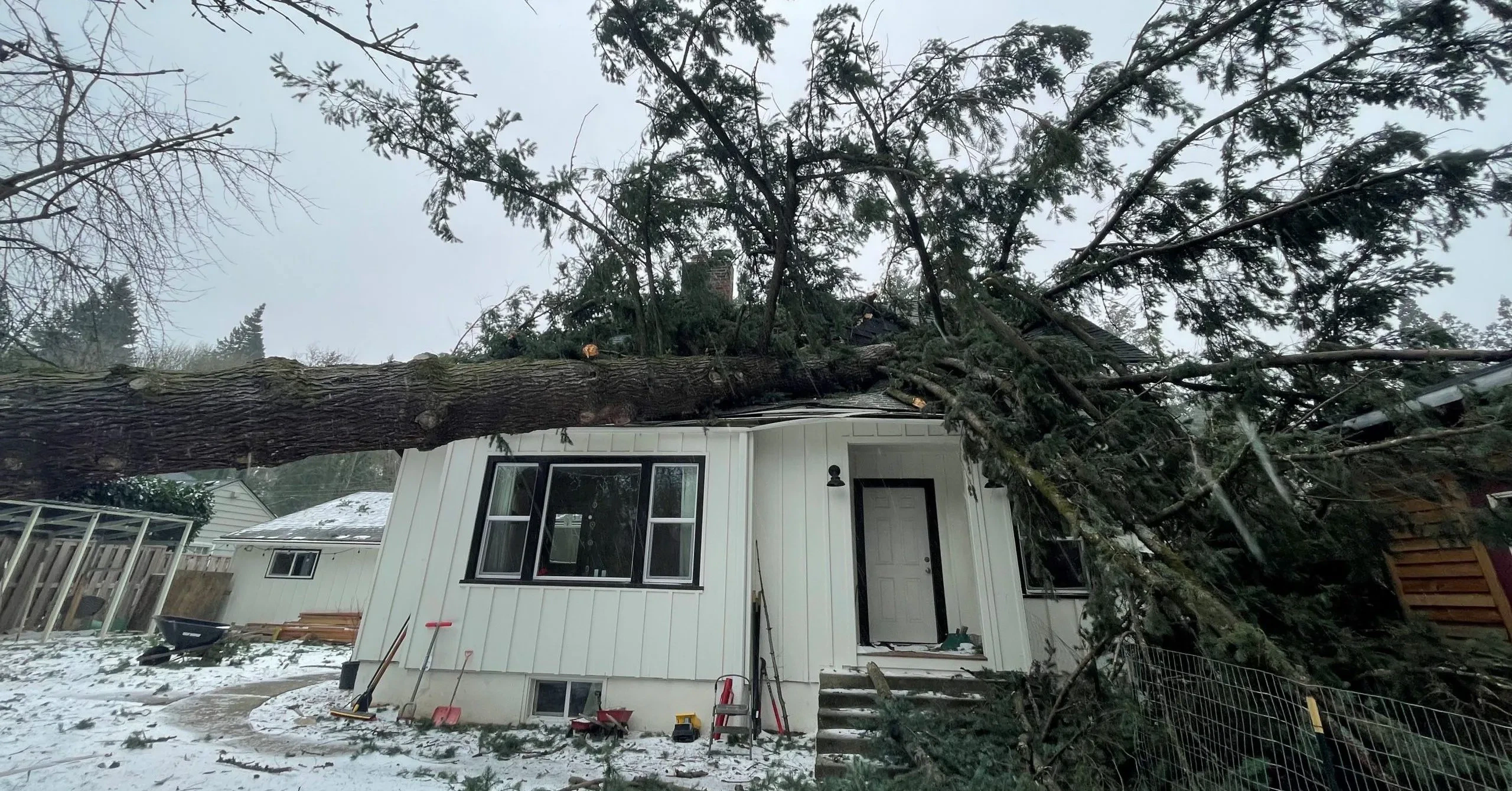 Douglas fir trees in Skagit are showing storm damage after heavy winds