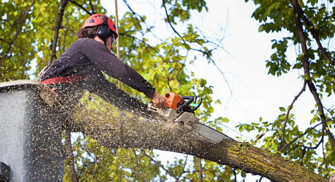 Arborist trimming a large maple tree in Whatcom County, WA, during late winter for healthy growth