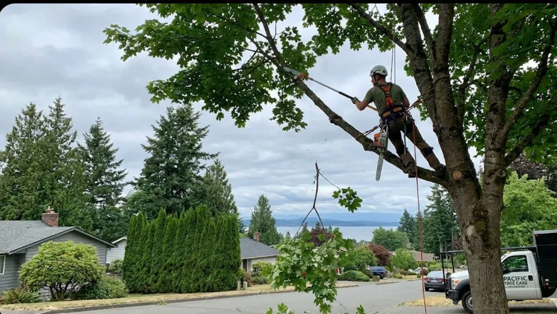 Tree canopy maintenance before storm season in Whatcom County