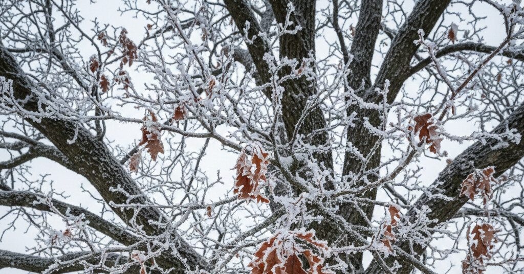 Arborist wrapping a young tree for winter protection in Bellingham, WA.