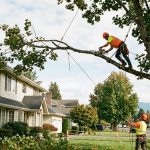 Tree limb removal in Mount Vernon, WA, to prevent property damage and improve tree health