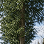 A tall cedar tree growing directly along a residential property line in Bellingham.