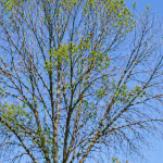 ash-tree-canopy-thinning-emerald-ash-borer-signs.jpg