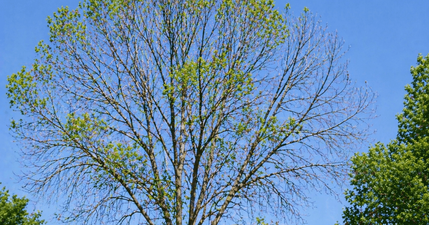 ash-tree-canopy-thinning-emerald-ash-borer-signs.jpg