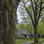 ISA-certified arborist inspecting mature trees in a Bellingham HOA community for commercial risk management and preventive maintenance