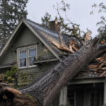 Storm-damaged tree leaning onto a Bellingham home with broken limbs and exposed roots during emergency removal response