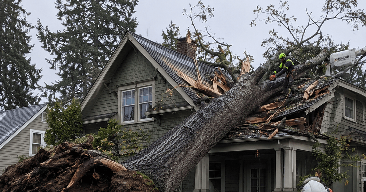 Storm-damaged tree leaning onto a Bellingham home with broken limbs and exposed roots during emergency removal response