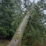 Storm-weakened tree in saturated soil after heavy atmospheric river rainfall in Northwest Washington