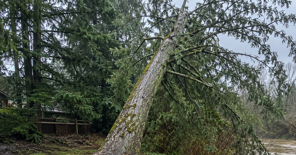 Storm-weakened tree in saturated soil after heavy atmospheric river rainfall in Northwest Washington